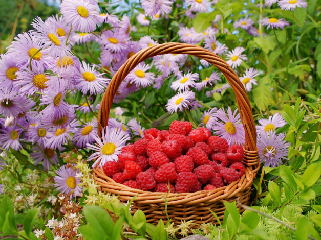 Обои картинки фото еда, малина, цветы, корзинка, ягоды