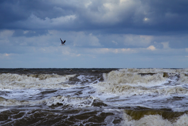 Обои картинки фото природа, моря, океаны, чайка, тучи, море, волны, пена