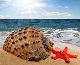 Картинка разное ракушки +кораллы +декоративные+и+spa-камни морская звезда раковина песок море