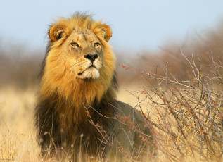 Картинка животные львы африка лев кусты