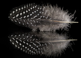 Картинка разное перья перо отражение