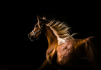 Картинка животные лошади конь профиль грива бег