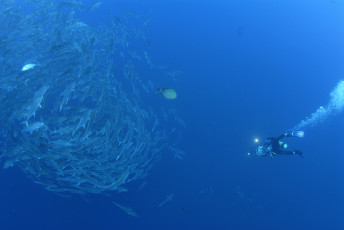 Картинка diving спорт -+другое подводное плавание море погружение