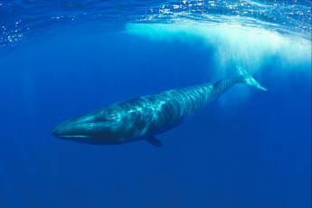 Картинка кит животные киты +кашалоты море животное млекопитающее