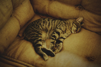 Картинка животные коты коте кошка кот спит киса