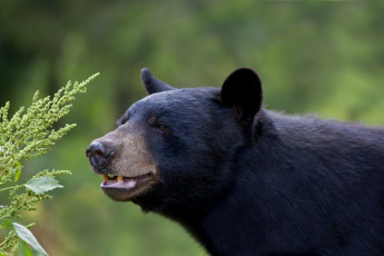 Картинка животные медведи медведь черный