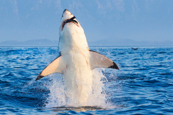 Картинка shark животные акулы акула рыбы море хищник