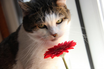 Картинка животные коты цветок кот кошка взгляд