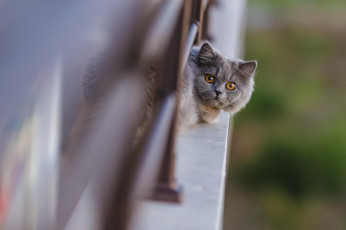 Картинка животные коты кот смотрит морда забор