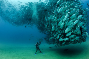 Картинка животные рыбы косяк стая аквалангист под водой