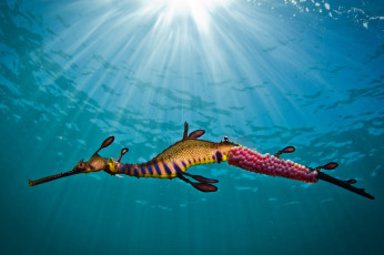 Картинка животные рыбы подводный мир море конёк