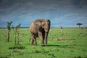 обоя животные, слоны, африка, трава, луг, слон