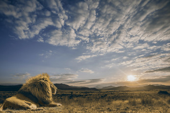 Картинка животные львы лев солнце царь зверей саванна хищник небо облака спокойствие