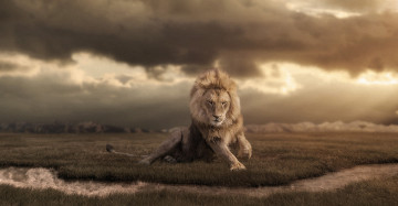 Картинка животные львы тучи дикая природа ретушь африка лев