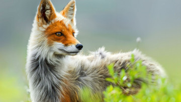 Картинка животные лисы природа лисица растение взгляд