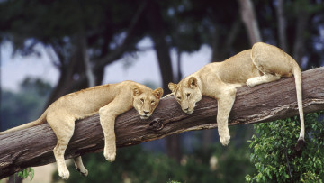 Картинка животные львы отдых лев дикие кошки дикая природа пара пары дерево африка