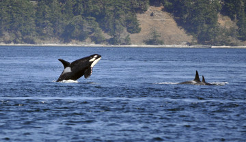 Картинка косатка животные косатки млекопитающее море животное кит хищник