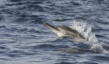 Картинка животные дельфины брызги движение волны море
