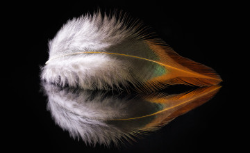 Картинка разное перья перо отражение