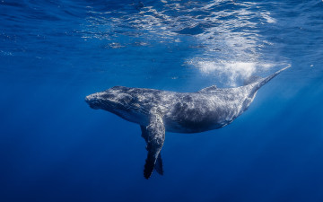 Картинка кит животные киты +кашалоты животное море млекопитающее