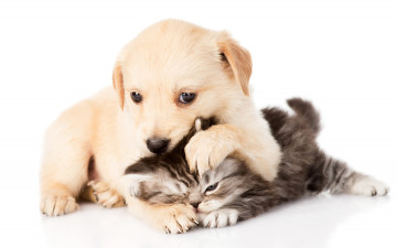 Картинка животные разные+вместе играют пара щенок kitten котенок couple puppy