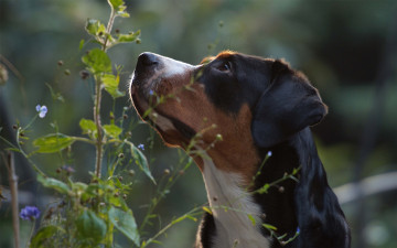 Картинка животные собаки растение взгляд природа зенненхунд морда