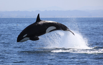 Картинка косатка животные косатки кит хищник млекопитающее море животное