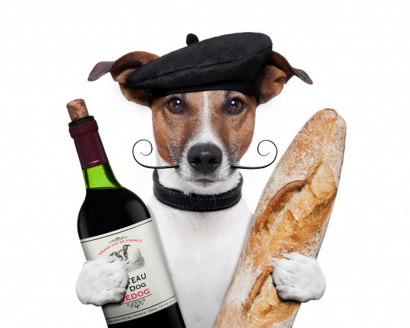 Обои картинки фото юмор и приколы, собака, кепка, вино, бутылка, батон