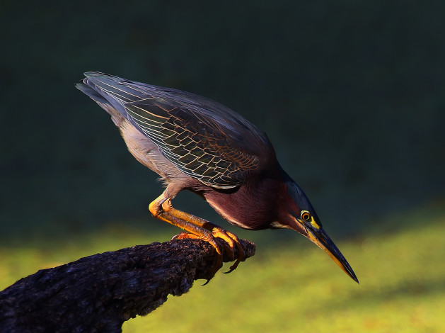 Обои картинки фото green heron, животные, цапли,  выпи, цаплч, зеленая