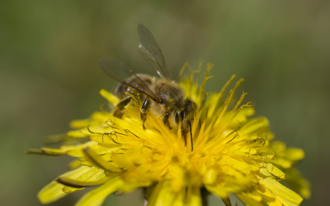 Обои картинки фото животные, пчелы,  осы,  шмели, цветок, пыдьца, пчела
