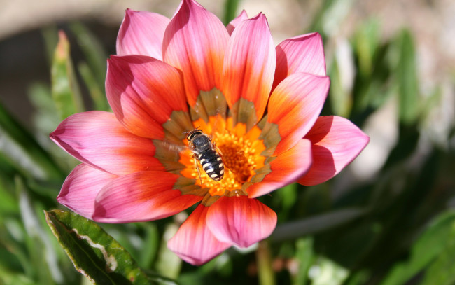 Обои картинки фото животные, пчелы,  осы,  шмели, лепестки, лето, пчела