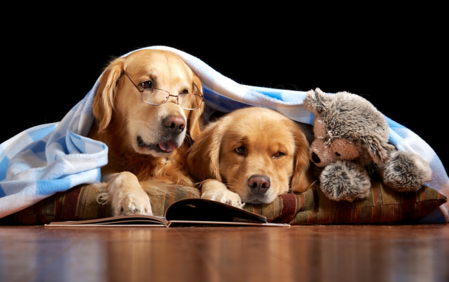 Обои картинки фото животные, собаки, игрушка, мишка, книги, чтение, читатели, очки, одеяло, пара, ретриверы