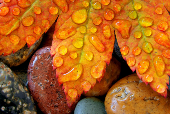 Обои картинки фото природа, макро, лист, капли, осень, камни