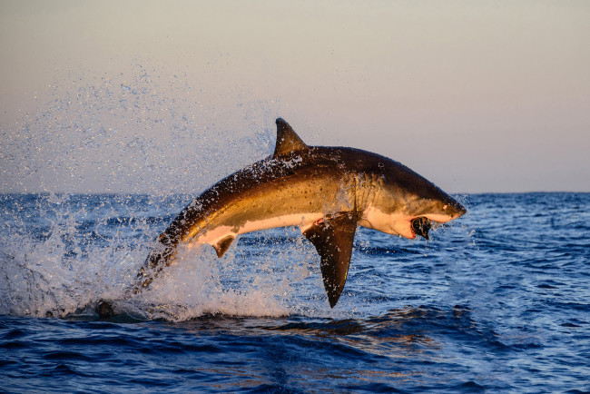 Обои картинки фото shark, животные, акулы, рыбы, хищник, море, акула