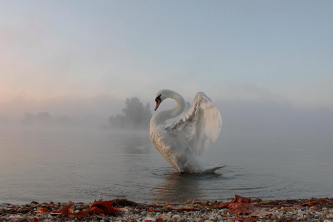 Обои картинки фото животные, лебеди, туман, утро, лебедь