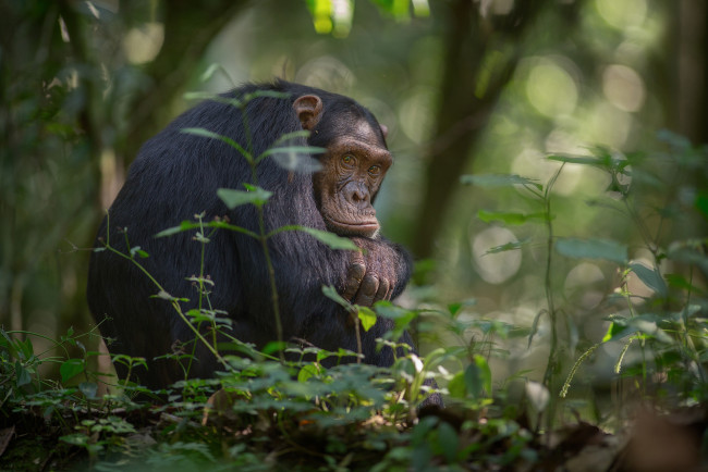 Обои картинки фото животные, обезьяны, африка, южная, уганда, национальный, парк, кибале, шимпанзе, обезьяна, джунгли, деревья, листва, боке