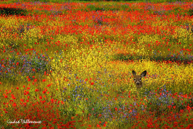 Обои картинки фото животные, олени, желтые, олень, животное, красные, поле, цветы