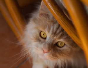 Картинка животные коты рыжий кот мордочка взгляд