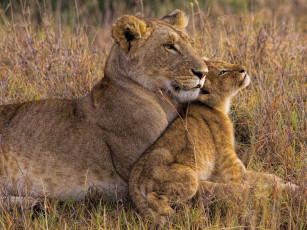Картинка животные львы львенок львица африка