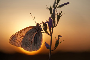 Картинка животные бабочки +мотыльки +моли солнце макро бабочка ветка вечер боке