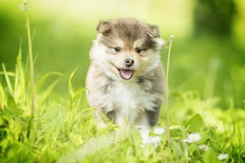 Картинка животные собаки прогулка щенок трава собака