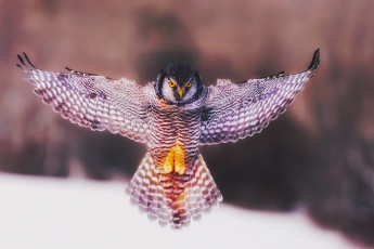 Картинка животные совы птица взмах крыльев сова ангел крылья