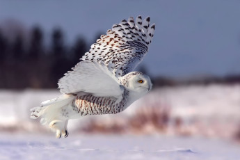 Картинка животные совы снег зима взлет полярная сова белая полет