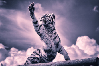 Картинка животные тигры лапа когти тигренок тигр облака