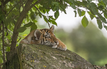 Картинка животные тигры тигр дерево камень тигрёнок
