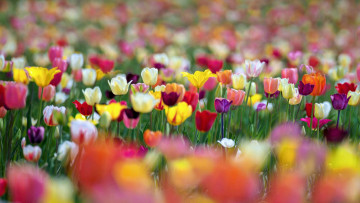 Картинка цветы тюльпаны боке краски весна