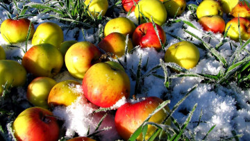 Картинка еда Яблоки яблоки снег трава