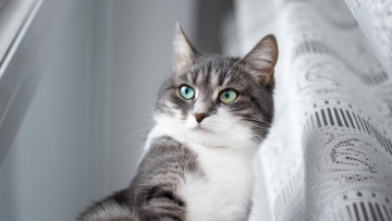 Картинка животные коты взгляд глаза кот шторка