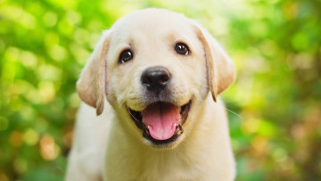 Картинка животные собаки веселый зеленый взгляд глаза язык фон ретривер боке зелень милашка мордашка щенок