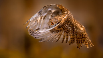 Картинка животные совы сова полёт крылья фон